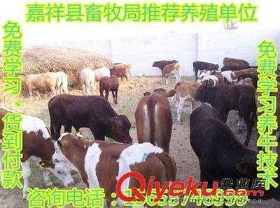 優(yōu)惠大酬賓-嘉祥縣畜牧局推薦一批優(yōu)質(zhì)西門塔爾牛,免費(fèi)運(yùn)輸-嘉祥縣民富養(yǎng)殖場提供優(yōu)惠大酬賓-嘉祥縣畜牧局推薦一批優(yōu)質(zhì)西門塔爾牛,免費(fèi)運(yùn)輸?shù)南嚓P(guān)介紹、產(chǎn)品、服務(wù)、圖片、價(jià)格嘉祥縣民富養(yǎng)殖場、肉牛;種羊;肉驢;西門塔爾牛;魯西黃牛;小尾寒羊;波爾山羊;利木贊牛;斗雞;細(xì)犬;獺兔;黑山羊;馬匹;長毛兔;青山羊
