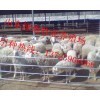 信陽于育肥羊的問題!_商城_山東綠地牧業(yè)畜牧?xí)T商鋪-中國貿(mào)易網(wǎng)-會(huì)員網(wǎng)站