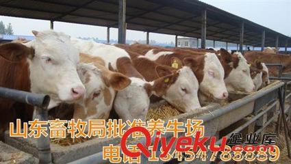 西門塔爾牛適應能力強 養牛扶貧政策-嘉祥縣奧豐牛羊養殖場提供西門塔爾牛適應能力強 養牛扶貧政策的相關介紹、產品、服務、圖片、價格嘉祥縣奧豐牛羊養殖場、西門塔爾;小尾寒羊;波爾山羊;黑山羊;杜泊綿羊;魯西黃牛;夏洛萊牛;改良牛犢;肉羊養殖場;肉羊養殖場