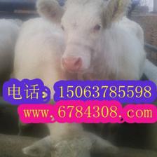 哪里能買到品種好的夏洛萊牛_農(nóng)副產(chǎn)品_世界工廠網(wǎng)